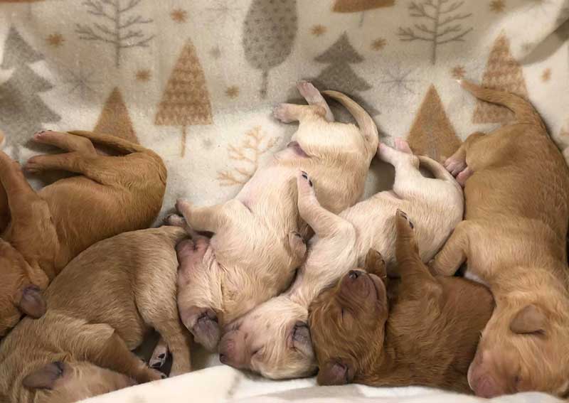 Carousel Slide 3: Dog veterinary care for all stages of life.